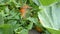 Closeup view of ripe orange pumpkin between green plants
