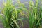 Closeup view of an almost ripe paddy plant