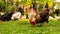 Closeup view of roosters and hens eating in a grass-covered field on a farm on a sunny day