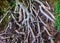 Closeup view of the roots and trunk of a majestic, large tree.