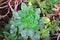 Closeup view of rosette succulent plant in pot