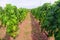 A closeup view of the rows of green grk grapes grown at one of many wine vineyards on Kurcula island in Croatia.