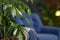 Closeup view of Schefflera. Trendy plants for home