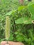 Closeup view of Setaria parviflora