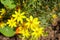 A closeup view of several wild yellow Asteraceae flowers.