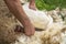 Closeup view of a shepherd hand shearing his sheep using metal blades arranged similarly to scissors