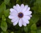 Closeup view of a single bloom of Osteospermum, known as the African Daisy