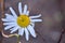 Closeup view of single old Mayweed Chamomile flower from the last year still in a good shape in spring, Dublin