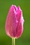 Closeup view of single pink super hydrophobic spring garden tulip petals with water drops of morning dew, Dublin