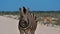 Closeup view of single striped plains zebra blocking the road with springbok antelopes, Etosha National Park, Namibia.