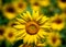 A closeup view of a single sunflower shining brightly with a field of sunflowers behind it shown with bokeh