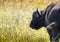 Closeup view of a single water buffalo in a cloud of flies / ins