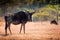 Closeup view of a single wildebeest in monochrome. Swaziland