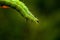 Closeup view of a small green caterpillar munching on a leaf of a plant.