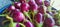 Closeup view of small purple Asian eggplants, food background photography. Pile of fresh eggplants at Indian market.