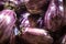 Closeup view of small purple Asian eggplants, food background photography. Pile of fresh eggplants at Indian market, vegetarian