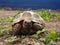 Closeup view of small Steppe tortoise