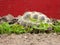 Closeup view of small Steppe tortoise