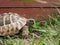Closeup view of small Steppe tortoise