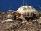 Closeup view of small Steppe tortoise