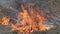 Closeup view of smoking wild fire. Large smoke clouds and fire spread. Forest and tropical jungle deforestation.