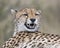 Closeup view of the snarling face of an adult cheetah resting on top of a grass covered mound
