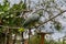 Closeup view of a southern mealy amazon on blurred background