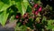 Closeup view of spicy jatropha flower buds in the garden in the daylight