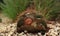 Closeup view on a strange cactus plant , Aruba island