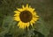 Closeup view sunflower bloom in Scissortail Park in Oklahoma City, Oklahoma.