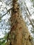 Closeup view surface of tree's trunk at the forest. Shining sun at the top of tree.