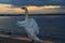 Closeup view of swan flapping wings dramatic sunrise sky