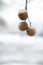 Closeup view of sycamore tree with seed balls in ice glaze outdoors on winter day. Space for text