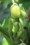 Closeup view of syngonium macrophyllum flower buds