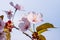 Closeup view of tender and soft pink sakura flowers