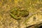 Closeup view of a tiny green Common parsley frog Pelodytes punctatus