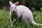 Closeup view to australian red-necked albino wallaby eating green grass in park