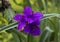 Closeup view of Tradescantia Concord Grape