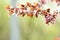 Closeup view of tree branches with tiny flowers outdoors. Amazing spring blossom