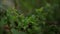 Closeup view tree leafs growing in forest. Tranquil nature background.