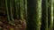 Closeup view on tree trunks with green moss in rainforest