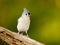 Closeup view of the Tufted Titmouse standing on wood