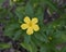 Closeup view of Turnera Ulmifolia, the Yellow Alder