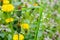 Closeup view of two closed dandelions, ready to bloom, one above the other, and a green blade of grass