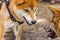 Closeup view of two red Shiba Inu dogs