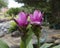 Closeup view of two Siam Tulip blooms