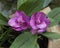 Closeup view of two Siam Tulip blooms