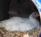 Closeup view of two turkey hens sitting on their eggs