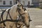 Closeup view of two white cart horses in Salzburg, Austria.