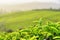 Closeup view of upper green tea leaves at tea plantation